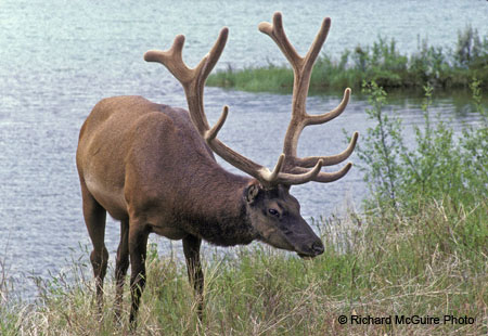 wapiti